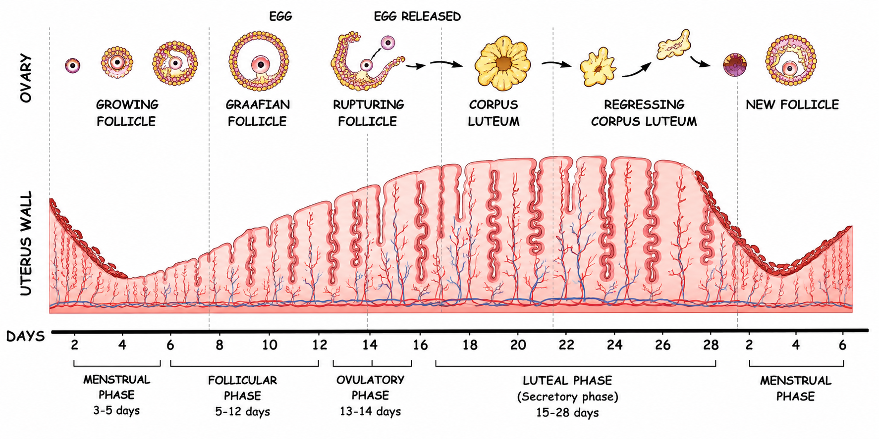 Fig. 11.3 Uterine changes in relation to follicular changes